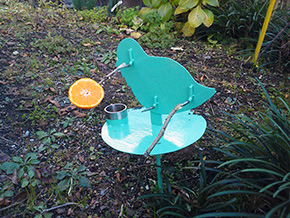 ボルビー君工房　メジロ餌付け